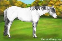 Horse Color:White Spotted Blue Roan Near Fewspot 