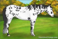 Horse Color:White Spotted Blue Roan Splash Appaloosa 