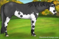 Horse Color:Blue Roan Splash 