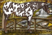 Horse Color:Liver Chestnut Appaloosa