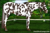 Horse Color:Liver Chestnut Leopard 