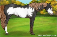 Horse Color:Liver Chestnut Frame 