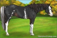 Horse Color:White Spotted Liver Chestnut Splash