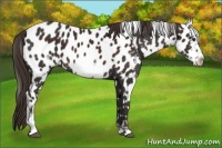 Horse Color:Liver Chestnut Sabino Frame Blanket  and Brown Sabino Splash Frame Near Leopard 