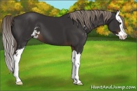 Horse Color:Liver Chestnut Sabino Splash 
