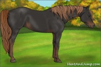 Horse Color:Liver Chestnut 