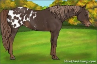 Horse Color:Liver Chestnut Appaloosa 