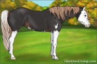Horse Color:Liver Chestnut Sabino Splash 