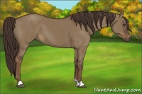 Horse Color:Liver Red Dun 