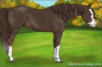 Horse Color:Liver Chestnut Sabino Splash 