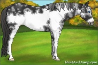 Horse Color:White Spotted Liver Chestnut Frame 
