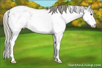 Horse Color:Liver Chestnut Sabino Appaloosa 