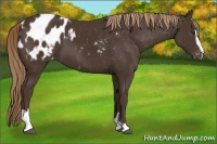 Horse Color:Liver Chestnut Sabino Blanket 