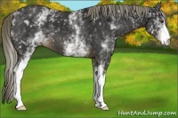 Horse Color:White Spotted Liver Chestnut 