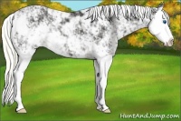 Horse Color:Liver Chestnut Mushroom Sabino Splash Varnish 
