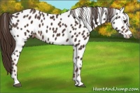 Horse Color:Liver Chestnut Appaloosa