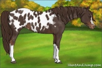Horse Color:Liver Chestnut Appaloosa 