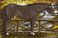 Horse Color:Liver Chestnut 