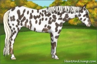Horse Color:Liver Chestnut Appaloosa