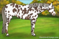 Horse Color:Liver Chestnut Appaloosa