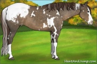 Horse Color:White Spotted Liver Chestnut Sabino Splash Snowcap 