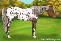 Horse Color:White Spotted Liver Chestnut Blanket