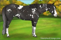 Horse Color:White Spotted Liver Chestnut Splash 