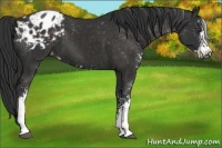 Horse Color:Liver Chestnut Sabino Appaloosa 