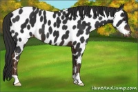Horse Color:Liver Chestnut Appaloosa 