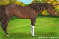 Horse Color:Liver Chestnut 