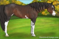 Horse Color:Liver Chestnut Sabino 
