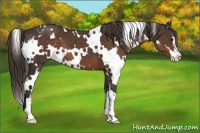 Horse Color:White Spotted Liver Chestnut Sabino 