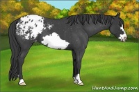 Horse Color:Blue Roan Frame Varnish 