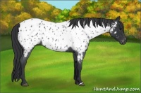 Horse Color:Blue Roan Near Leopard 