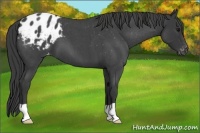 Horse Color:Blue Roan Appaloosa 