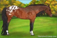 Horse Color:Brown Appaloosa  and Brown Appaloosa Rabicano 