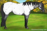 Horse Color:Blue Roan Appaloosa 