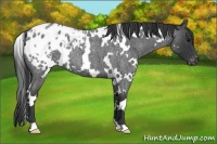 Horse Color:White Spotted Blue Roan Varnish 