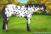 Horse Color:Black Appaloosa 