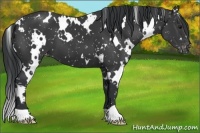 Horse Color:White Spotted Black Appaloosa 