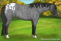 Horse Color:Blue Roan Appaloosa 