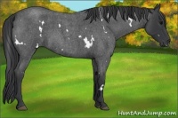 Horse Color:White Spotted Blue Roan 