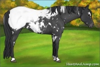 Horse Color:White Spotted Blue Roan Near Fewspot 