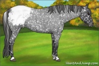 Horse Color:Blue Roan Snowflake Varnish
