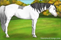 Horse Color:Blue Roan Splash Snowcap 