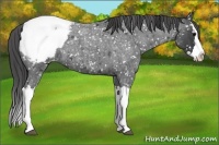Horse Color:Blue Roan Splash Snowcap 