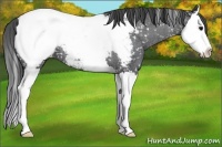 Horse Color:Blue Roan Splash Snowcap 