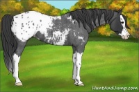 Horse Color:Blue Roan Splash Appaloosa 