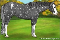 Horse Color:Blue Roan Splash Appaloosa 