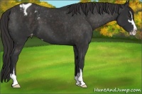 Horse Color:Liver Chestnut Sabino Blanket 